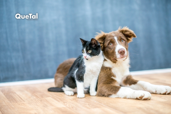 ¿Tu perro o gato puede contagiarse de sarampión?