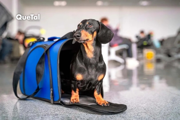 Esto costará llevar a tu mascota en avión durante el Mundial 2026