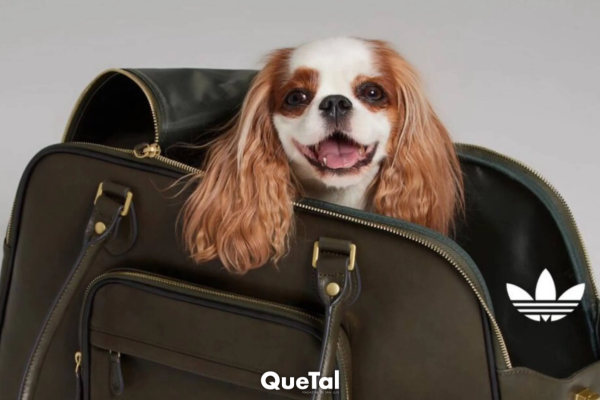 Adidas lanza su colección de ropa y accesorios para mascotas