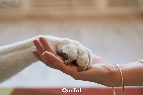 Refuerza el lazo con tu perrito con estos 4 sencillos consejos 