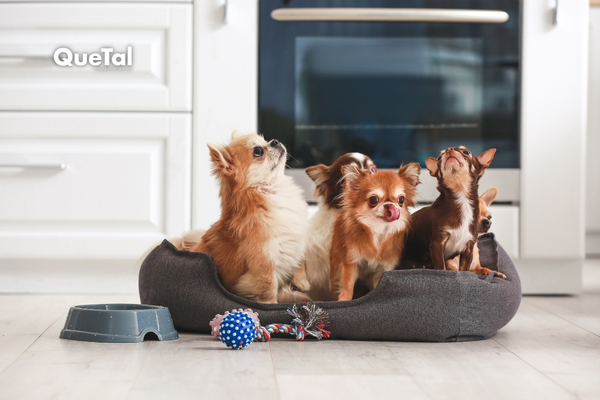 ¿Tener varias mascotas cambia tus hábitos para bien?