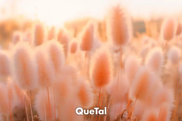 Peach Fuzz es el color Pantone del año 2024, aprende cómo combinarlo