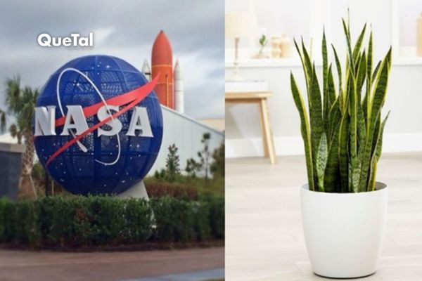 La NASA afirma los increíbles beneficios de la Lengua de Suegra en una casa