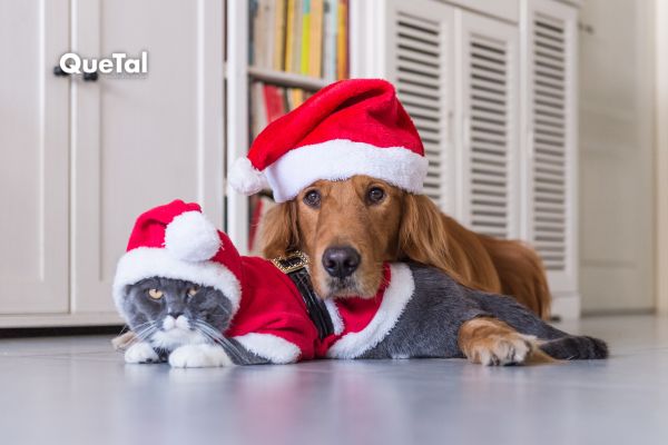 Evita estos adornos navideños si tienes mascotas en casa