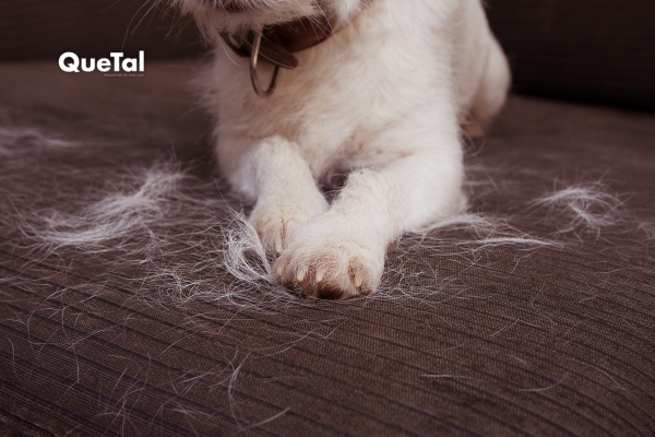 Los mejores trucos para eliminar el pelo de mascotas del sofá