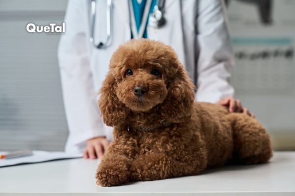 Por qué cortar el pelo de tu perro en verano podría ser un error 
