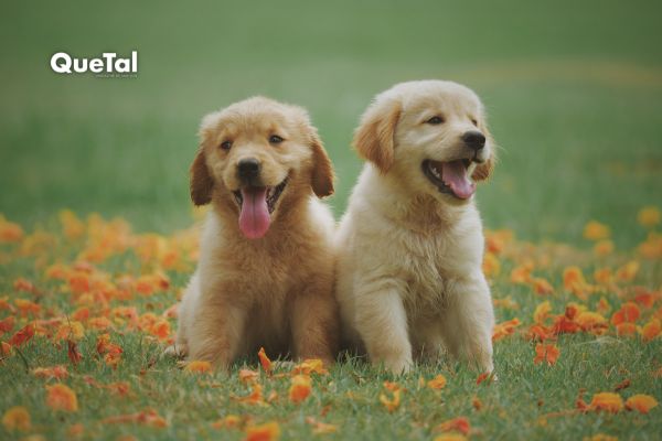 Seguros para mascotas: qué cubren y qué tan convenientes son