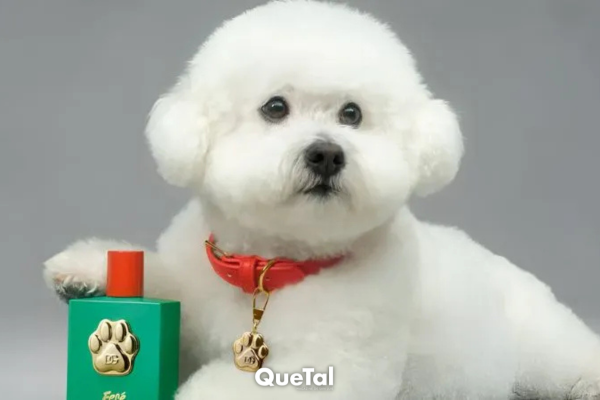 Este es el precio del perfume de Dolce & Gabbana para perritos