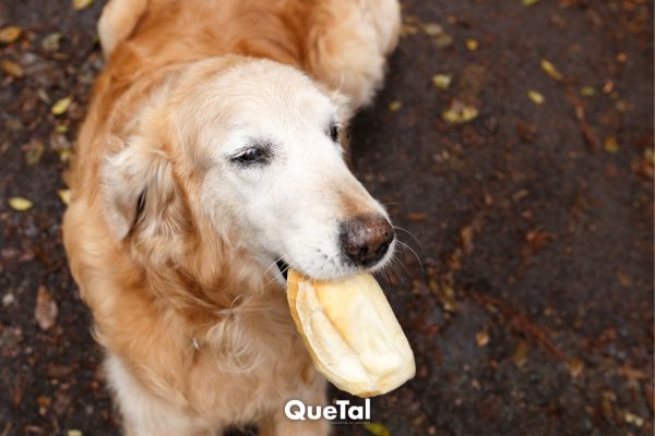 ¿Los perros pueden comer pan? Esto debes saber