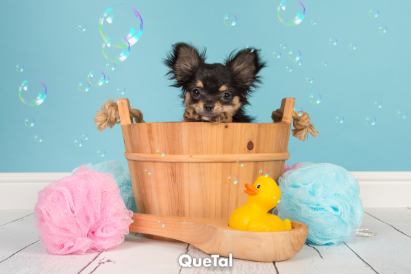Este es el intervalo recomendado entre cada baño para tu perro