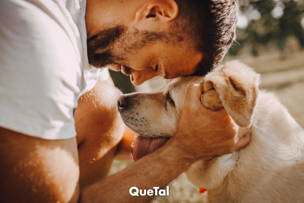 El mejor método para eliminar el pelo de tus mascotas de sillones y ropa con solo dos ingredientes caseros