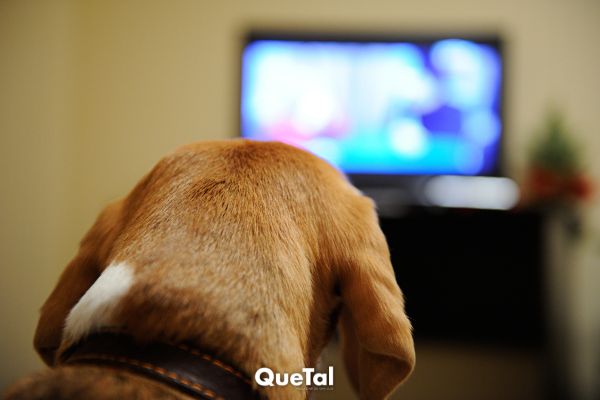 ¿Realmente pueden los perros ver televisión? Esto dice la ciencia