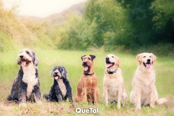 Top de las razas de perros más cariñosas y leales