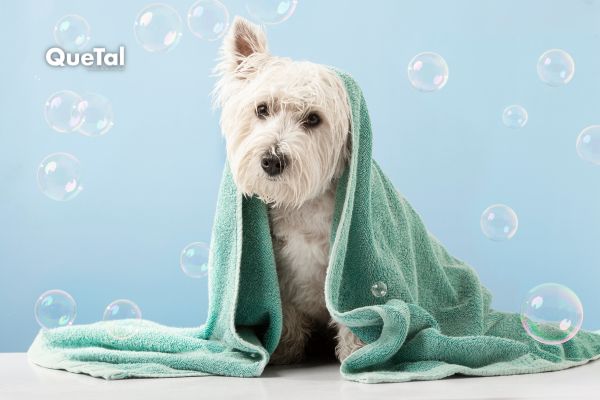 ¿Cada cuánto tiempo se debe bañar a un perro realmente? 