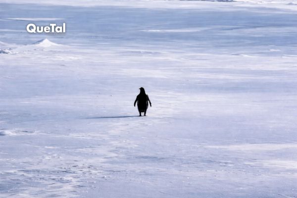 La historia detrás del pingüino nihilista que se volvió sensación