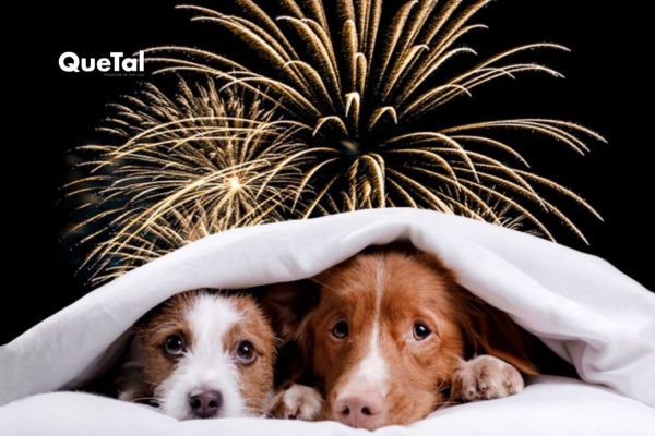 Guía esencial para cuidar a tu mascota durante fuegos artificiales