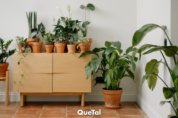 Plantas fáciles de cuidar que están en tendencia para decorar y armonizar tu hogar