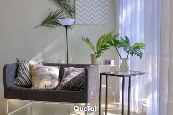 7 plantas fáciles de mantener que ayudan a purificar el aire