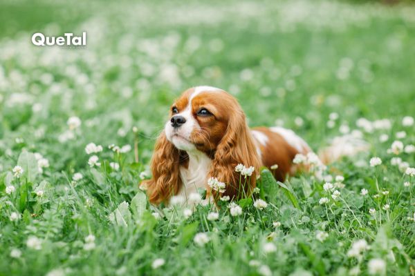 Perros ideales para dueños primerizos y los que conviene evitar