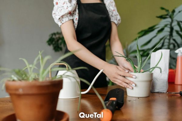 Feng shui: el mejor lugar para poner tu sábila y atraer dinero