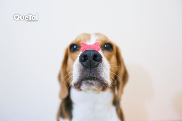 Snacks caseros y saludables para tu perrito