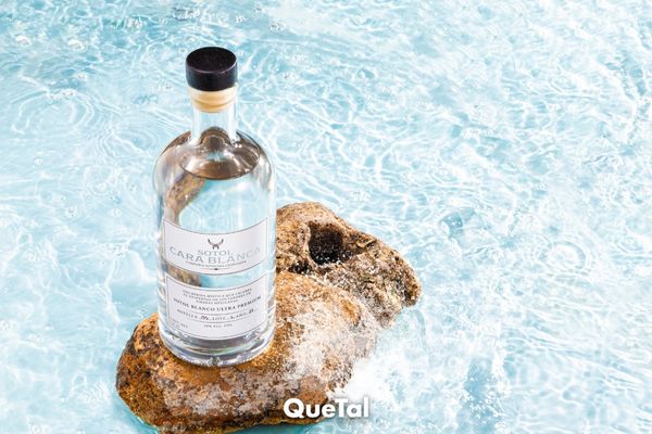 ¿Conoces el Sotol? La bebida destilada que enamorará tu paladar