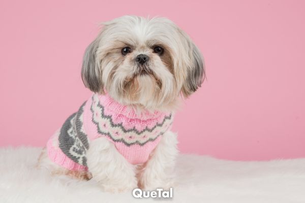Señales de que tu perro necesita un suéter