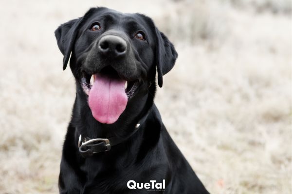 Conoce cuáles son las razas de perros que más años viven, según estudios