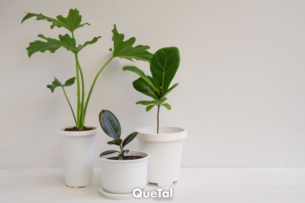 6 plantas que resisten la sequía y son ideales para tener en casa