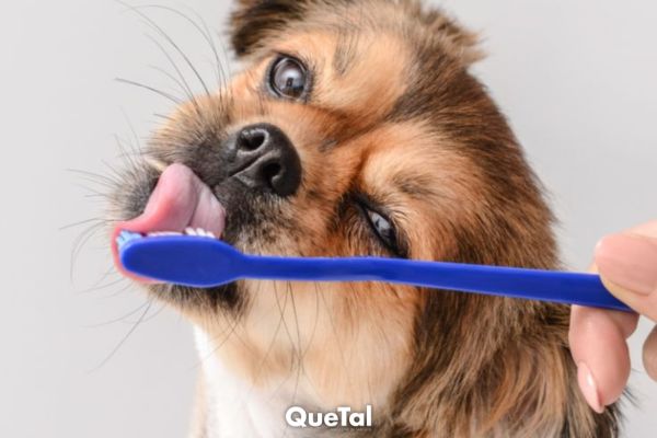 La receta viral que te enseña a lavarle los dientes a tu perro