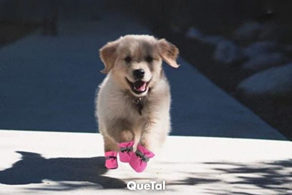 ¿Tu perro necesita zapatos especiales para el calor?