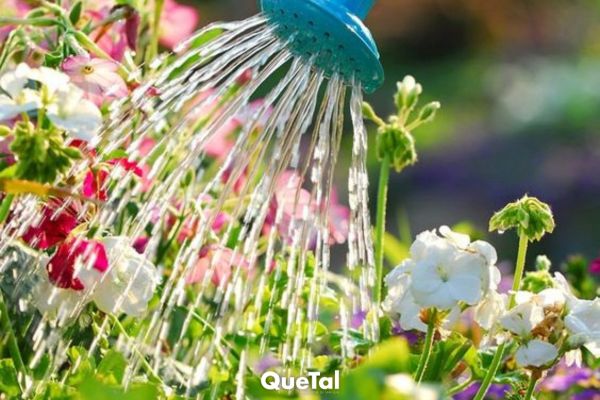  El ingrediente de cocina que, con una sola cucharada, hará florecer todo tu jardín