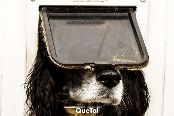 Los simpáticos finalistas del Comedy Pet Photo Awards 2024