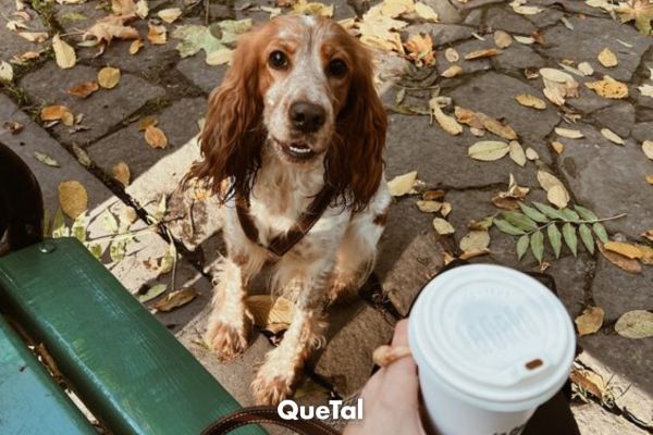 Jalar a un perro del pescuezo y que llore ¿dice si es de raza o corriente?