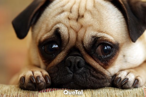 5 señales de que tu perro está incómodo y cómo ayudarlo