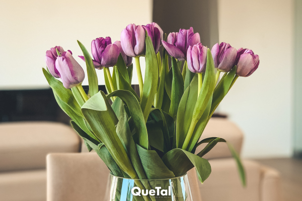 Flores que puedes usar como aromatizante natural en tu hogar