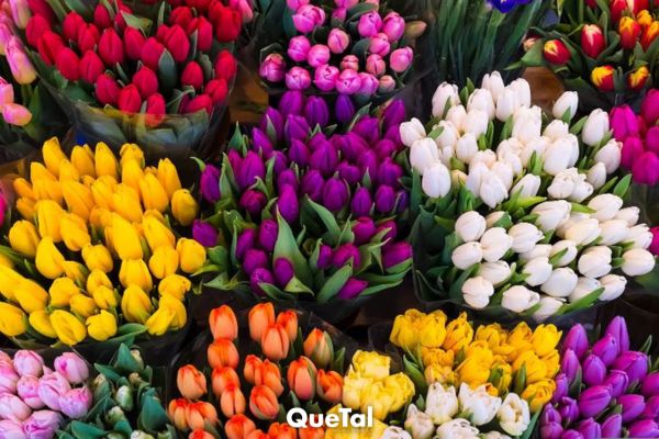 Cómo plantar tulipanes en tu propio jardín