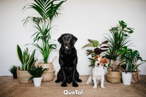 5 plantas de interior que son peligrosas para nuestros perros y gatos