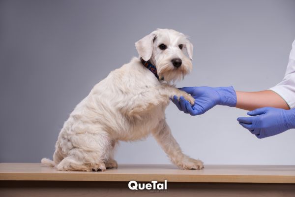 Tips para elegir un buen veterinario para tu mascota